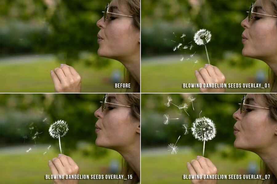 Realistic Dandelion Transparent Overlays 2