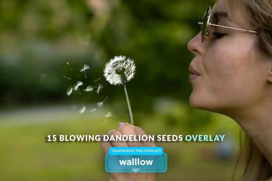 Realistic Dandelion Transparent Overlays 5